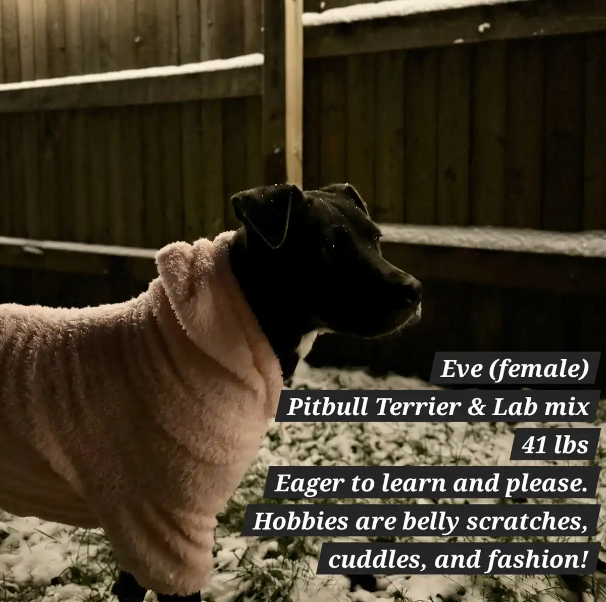 A black dog wearing a fluffy pink coat stands in a snowy yard with a wooden fence behind it. Overlaid text provides details…