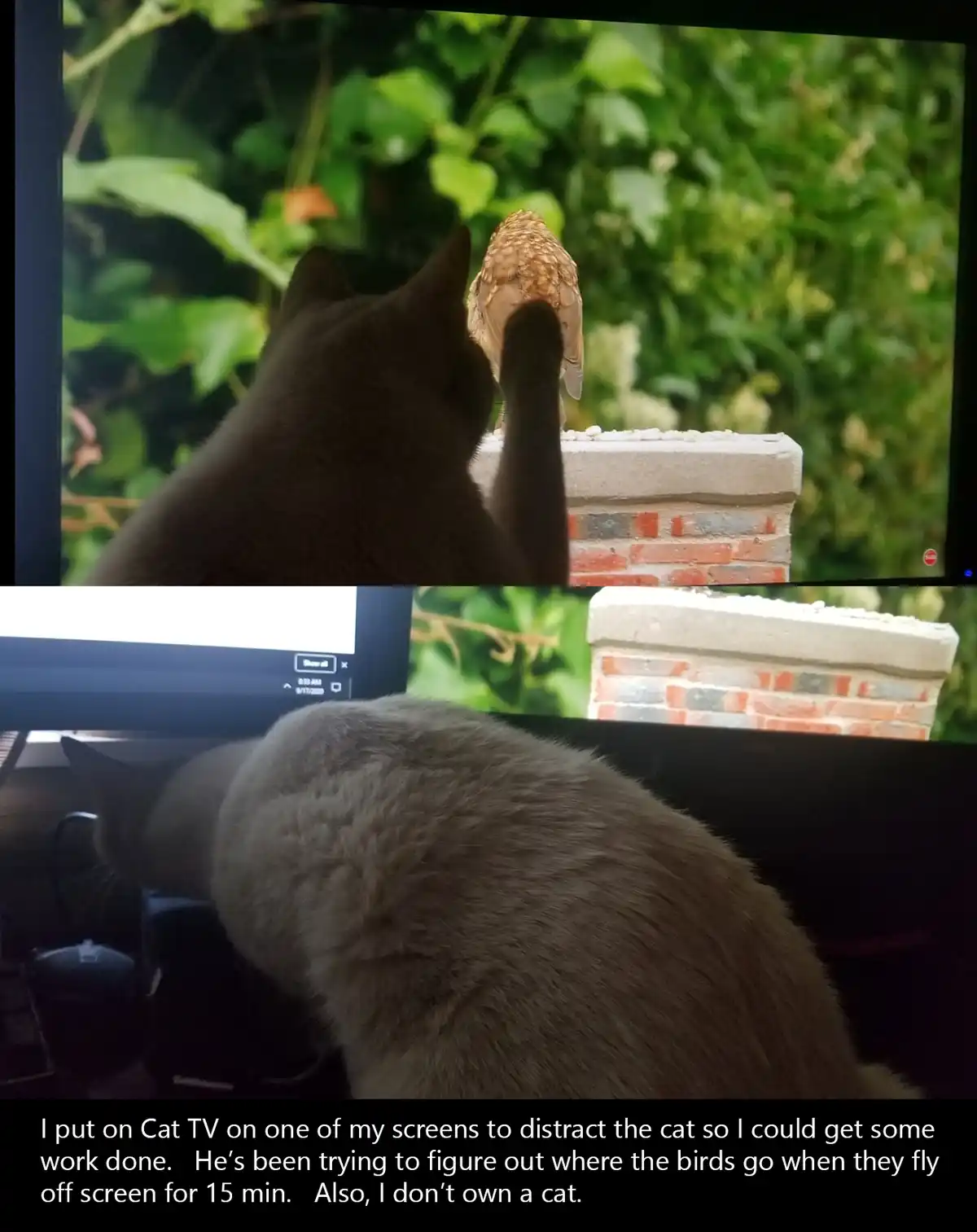 Update: Five Years Ago, a Little White Kitty Came to Visit, Now He's My Gaming Buddy!