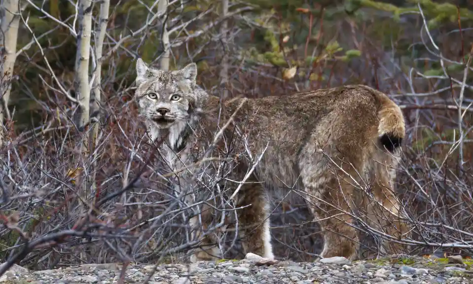 A wild lynx stands in a forest of bare branches and pebbles, looking directly at the camera with a serious expression. Its…