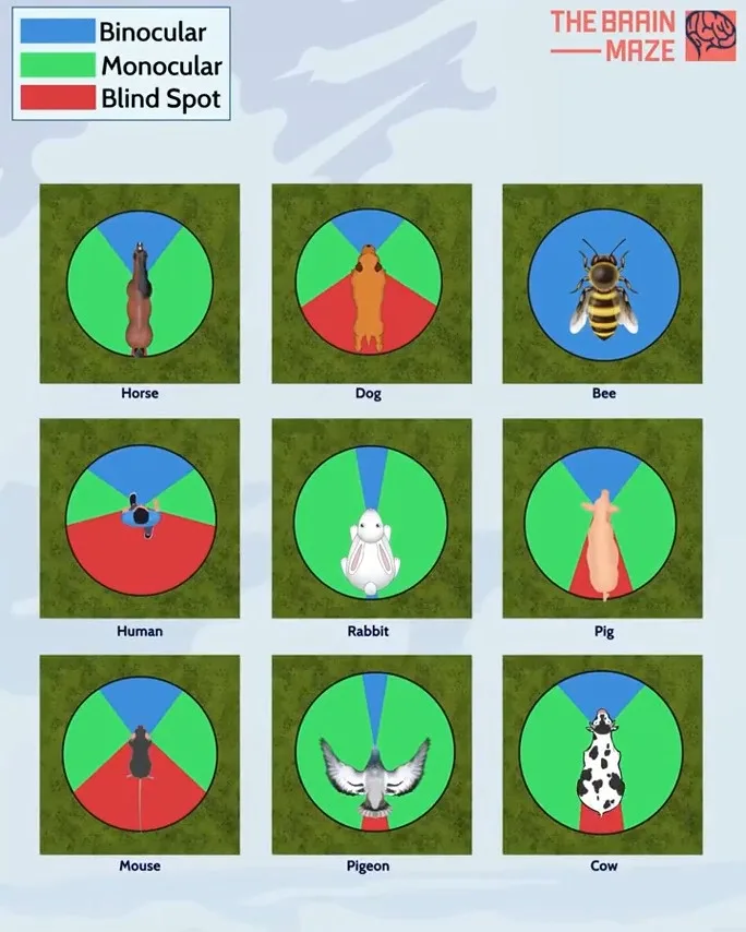 An infographic from 'The Brain Maze' shows nine animals (horse, dog, bee, human, rabbit, pig, mouse, pigeon, cow) each in a…