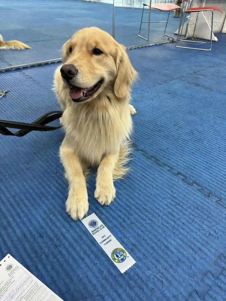 A golden retriever sits happily on a blue carpeted floor at what appears to be a dog show, with an AKC Community Canine…