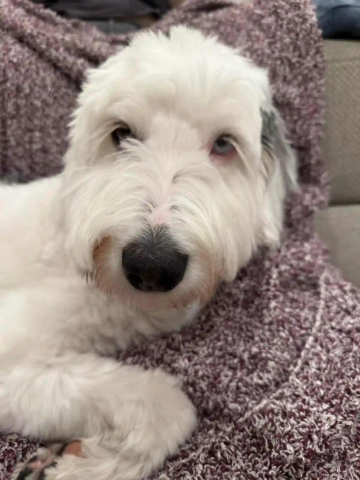 A close-up photo of a fluffy white dog with one blue eye and one brown eye, resting on a textured maroon blanket. The dog…