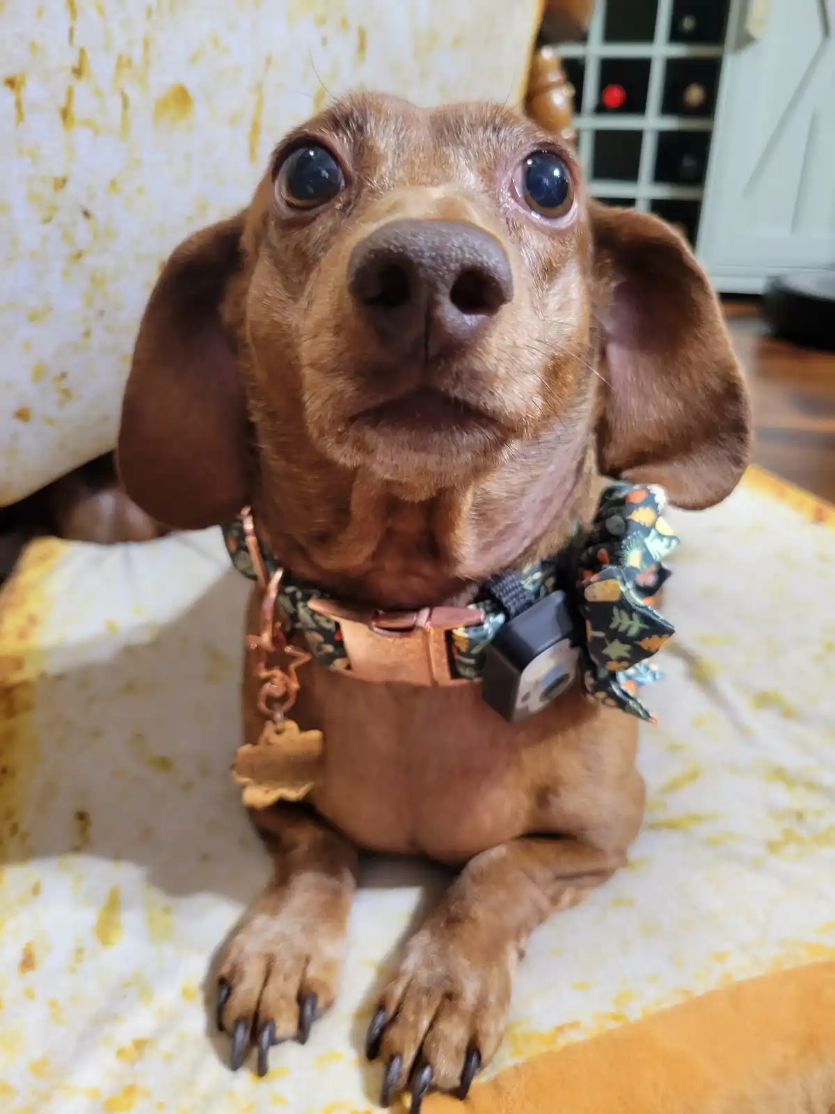 A close-up photo of a brown dachshund with large, expressive eyes looking directly at the camera, sitting on a yellow and…