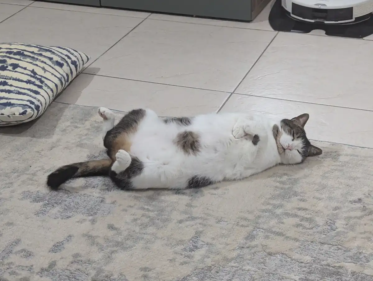 A calico cat lies on its back on a patterned rug, paws curled up, eyes closed, appearing deeply relaxed. A blue and white…