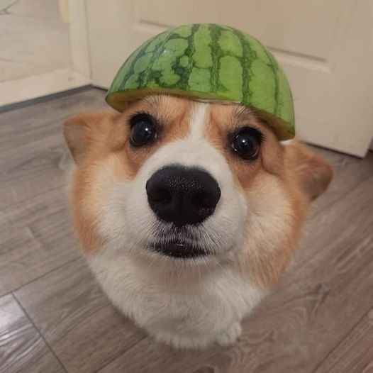 A close-up photo of a corgi dog looking directly at the camera with a slightly surprised or confused expression. The dog is…