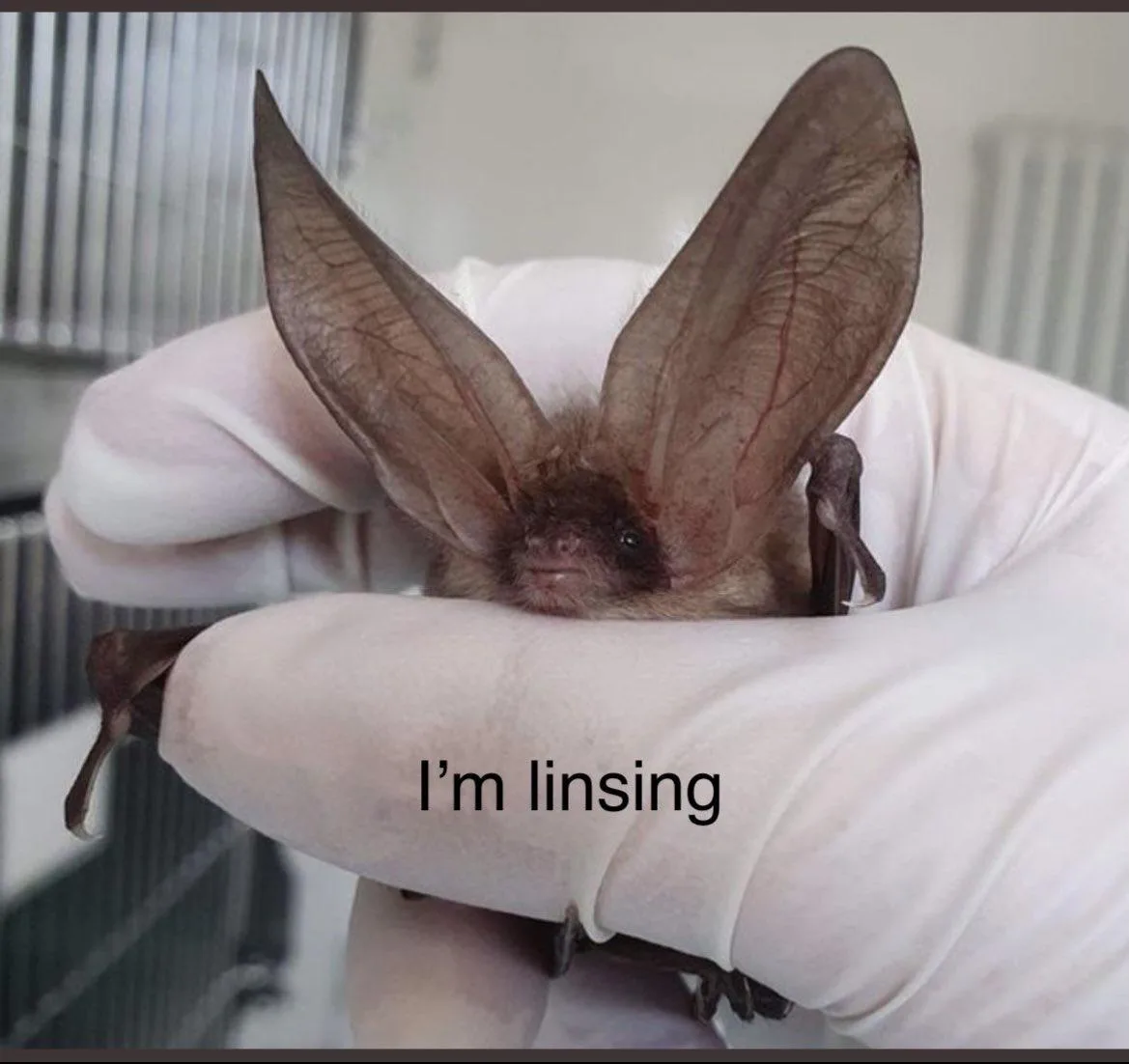 A close-up photo shows a small brown bat with extremely large, pointed ears being gently held in a person's gloved hands…