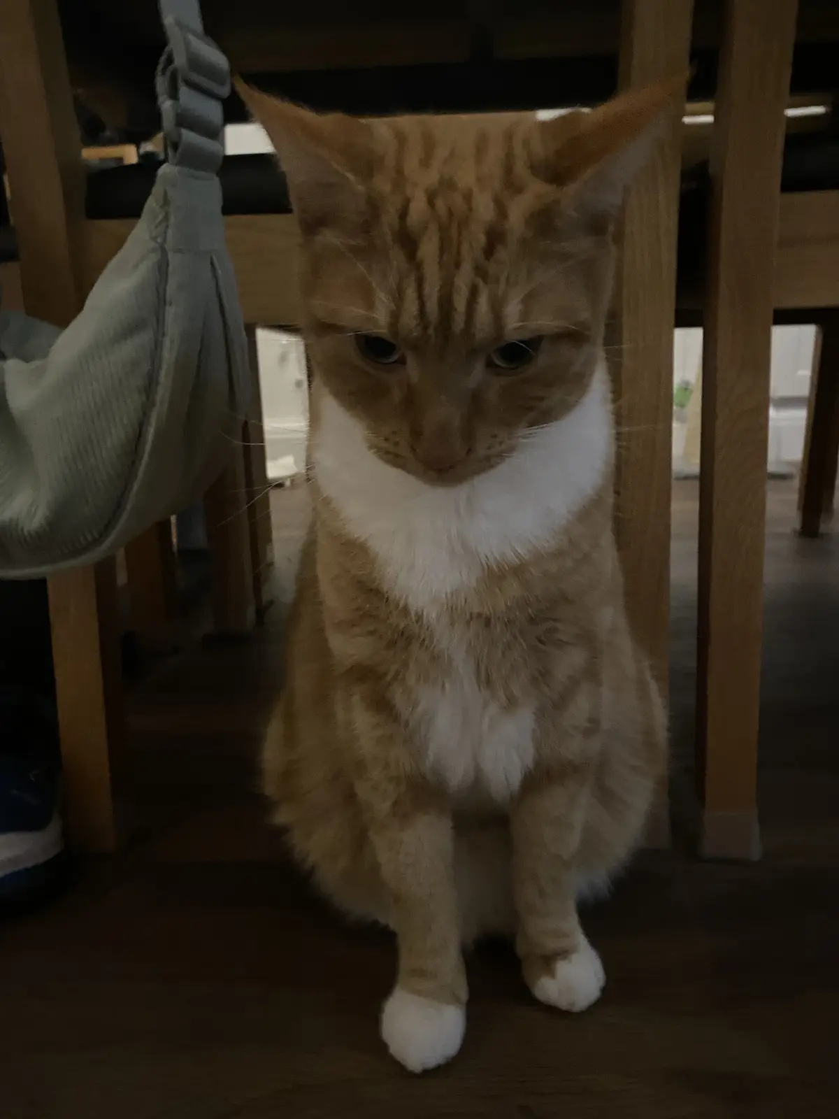 An orange tabby cat with a white chest and paws sits on a wooden floor under a table, looking down with a visibly…