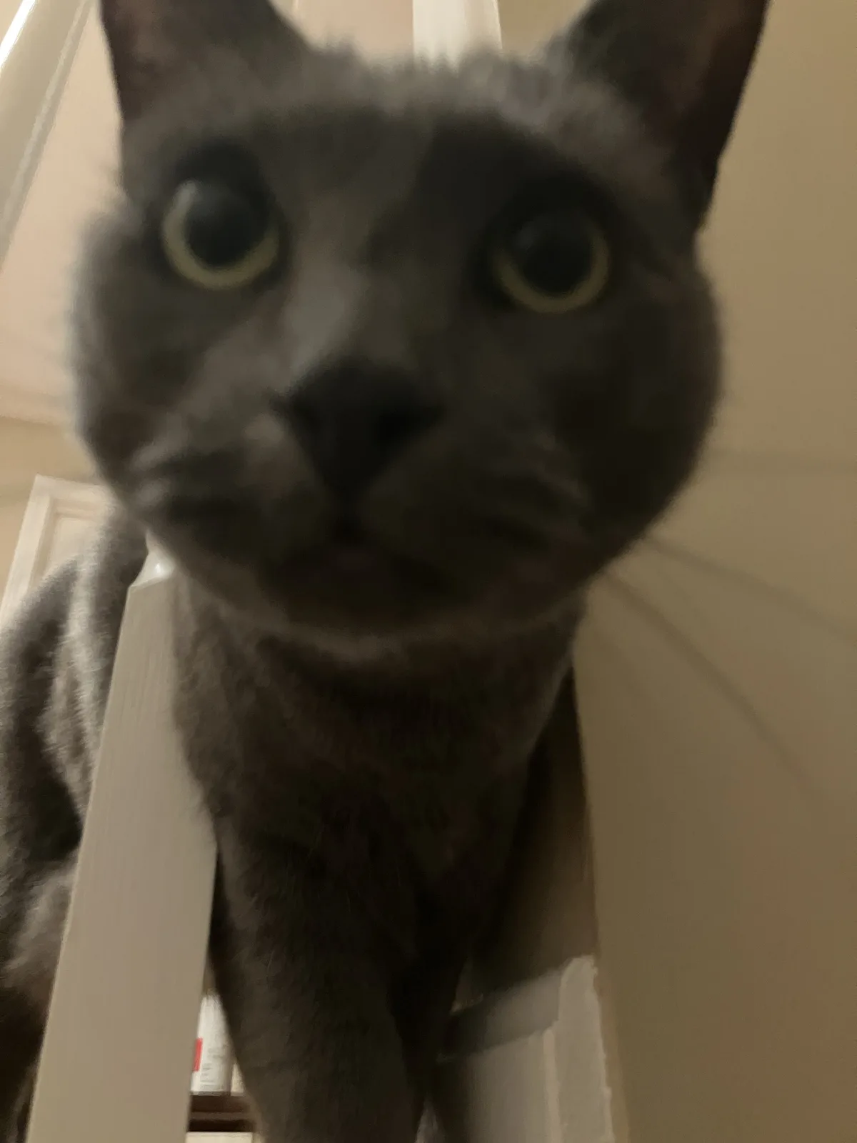 A close-up, slightly blurry photo shows a gray cat with wide, startled-looking eyes staring directly at the camera…