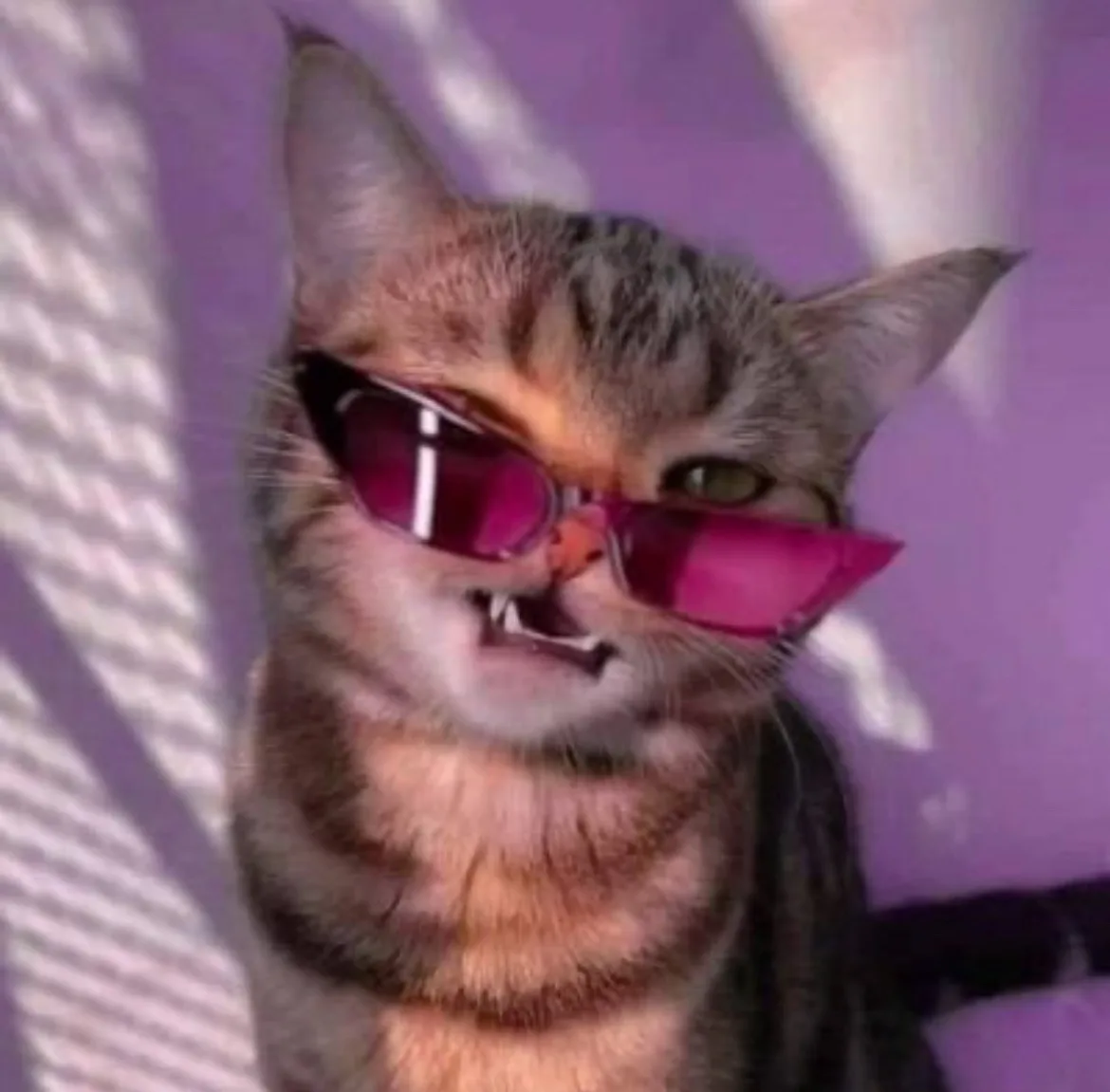 A tabby cat with orange and grey stripes wears oversized pink sunglasses and bares its teeth in a menacing grin, set against…