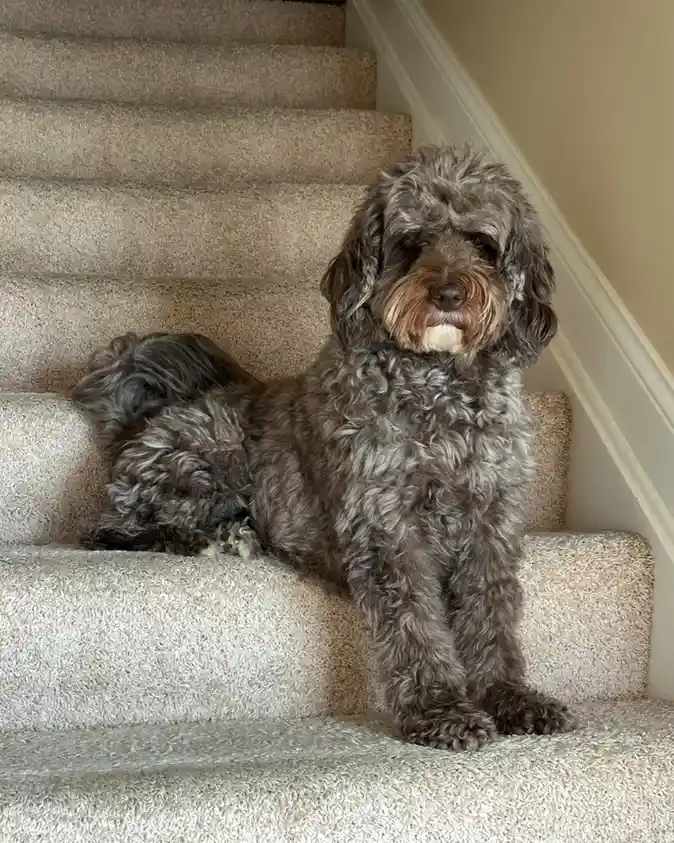 The Look of Judgment: My Dog's Disapproving Stare