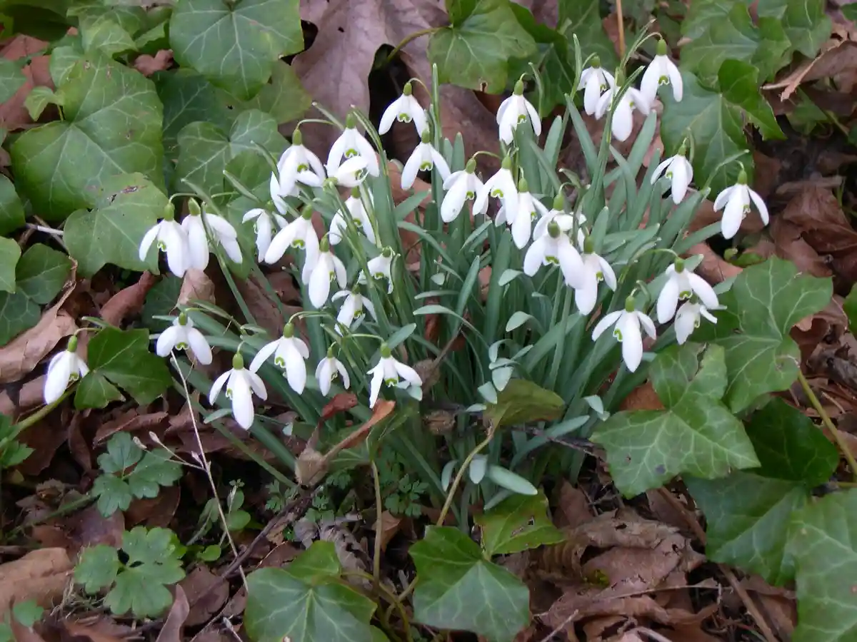 A cluster of white snowdrop flowers with green stems and markings bloom among green ivy leaves and brown fallen leaves on…