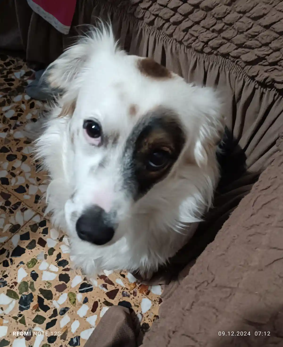 A close-up photo of a fluffy white dog with brown and black markings on its face, looking directly at the camera with large…