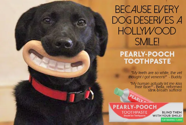 A black dog with a red collar holds a wooden toothbrush with fake teeth in its mouth, advertising 'Pearly-Pooch Toothpaste'…