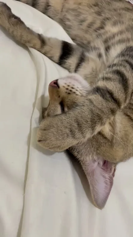 Cute Cat Chronicles
