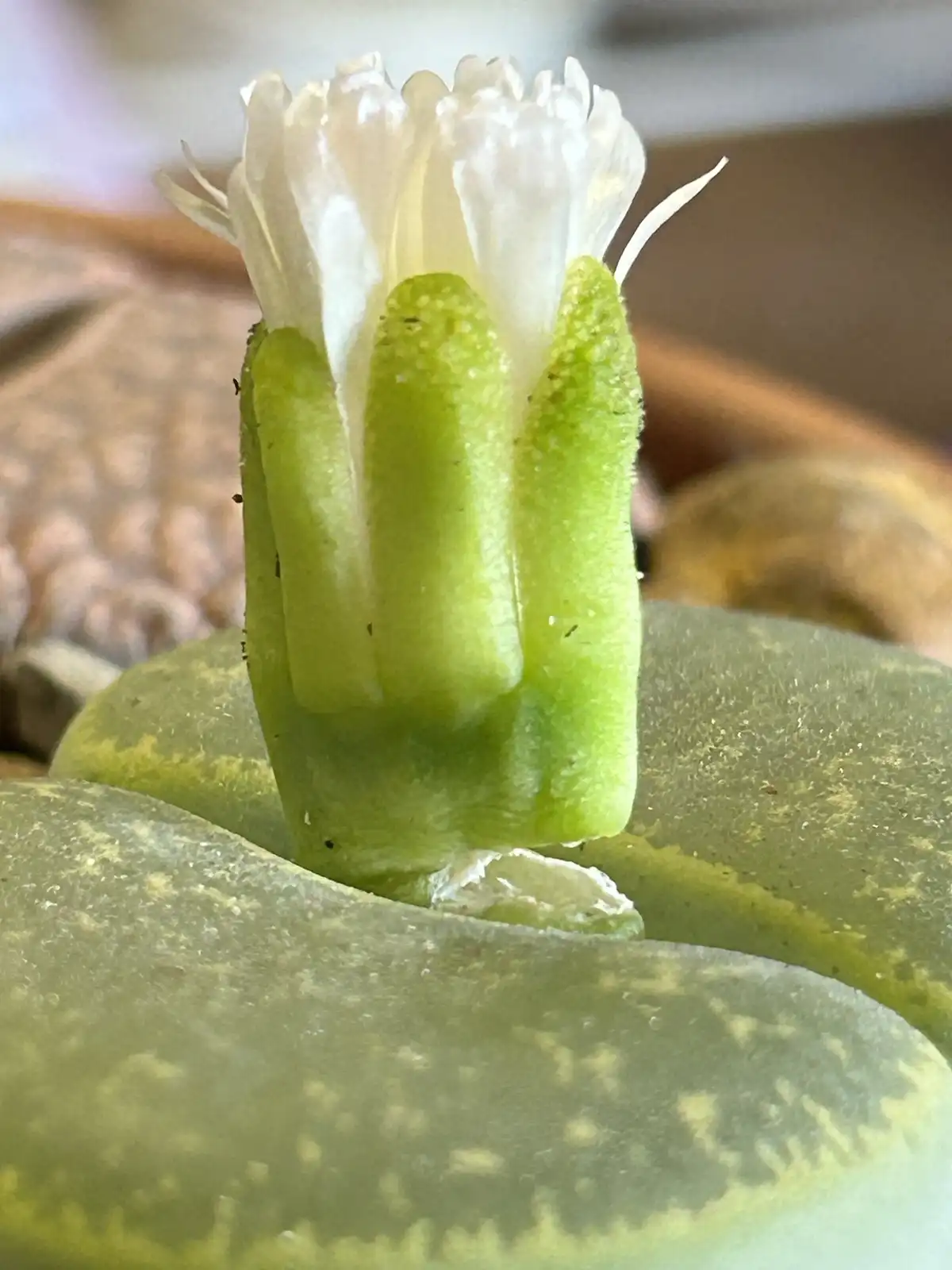 A close-up photo shows a succulent plant with a small, white, partially opened flower emerging from its thick, green, fleshy…