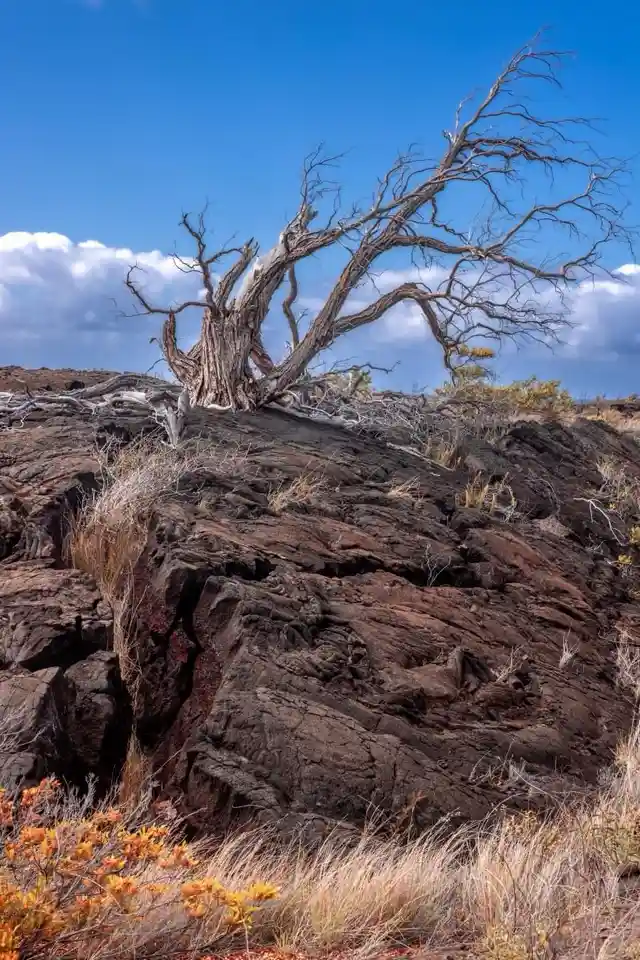 A gnarled, leafless tree with twisted branches stands atop dark, cracked volcanic rock under a bright blue sky with white…