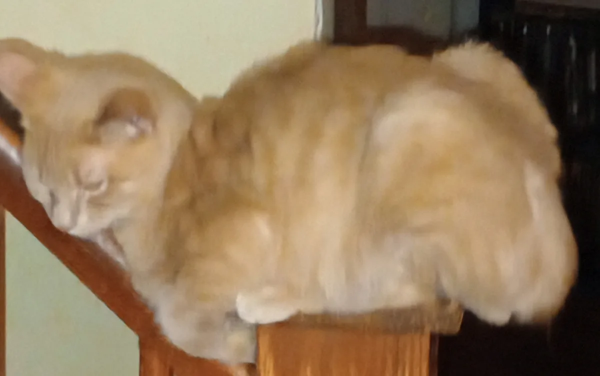 A blurry photo of a light orange and white cat lounging on a wooden surface, likely a chair or shelf, with motion blur…