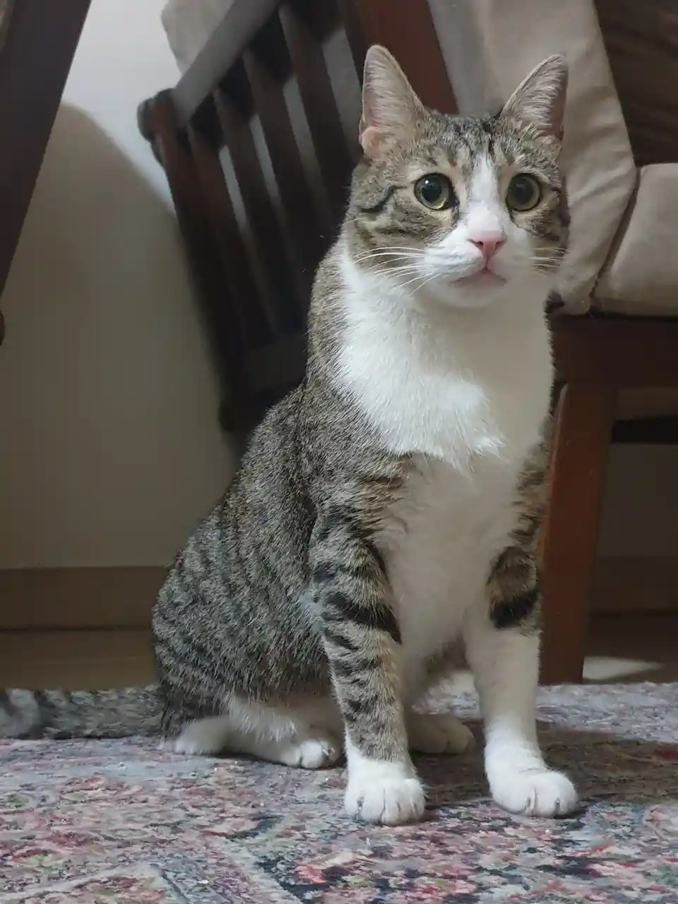A tabby and white cat with green eyes sits upright on a patterned rug, looking directly at the camera with a slightly tilted…