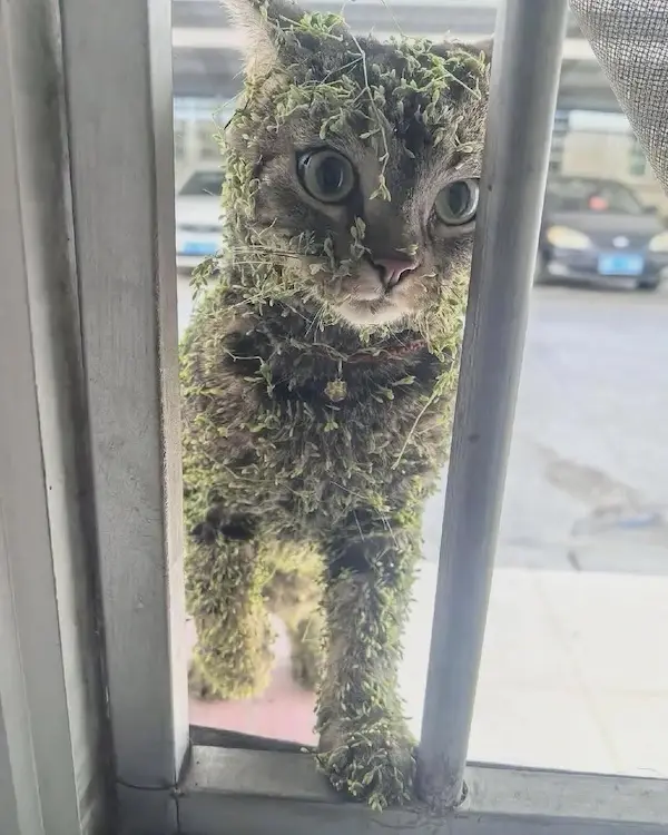 A tabby cat peers through a metal window grate, its fur completely covered in green moss, giving it the appearance of a…