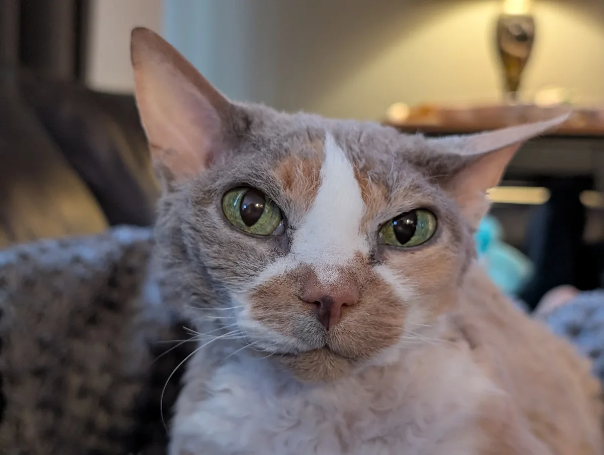 A close-up photo of a cat with green eyes, grey and white fur, and a slightly downturned mouth, looking directly at the…