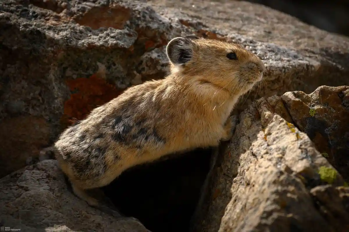 Just a little Pika cuteness!
