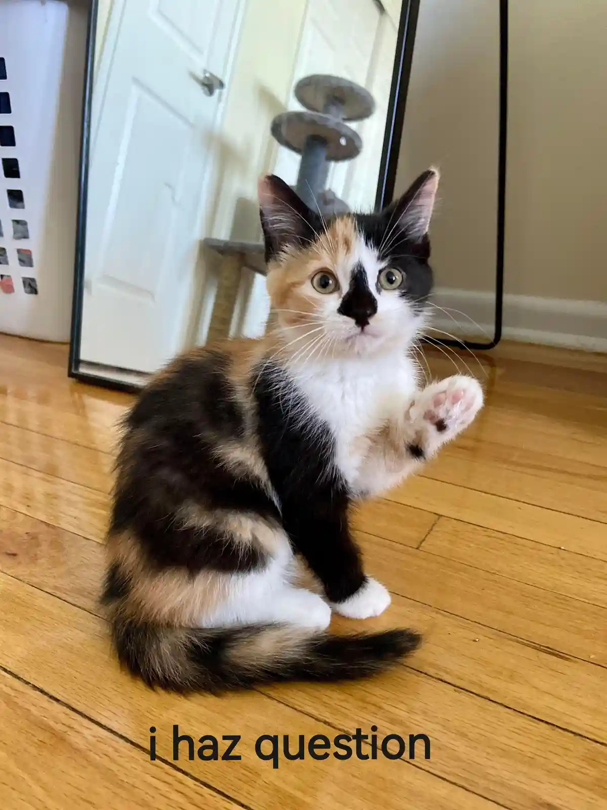 A calico kitten sits on a wooden floor, raising one paw as if questioning something, with a mirror and cat tree visible in…