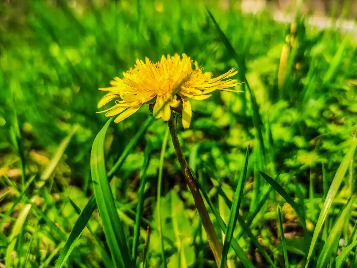 A close-up photo shows a single yellow dandelion flower in full bloom, standing upright in a field of vibrant green grass…
