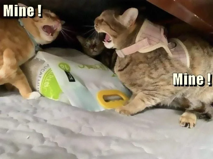 Two cats are aggressively yowling at each other while positioned on either side of a large bag of cat food, each with the…