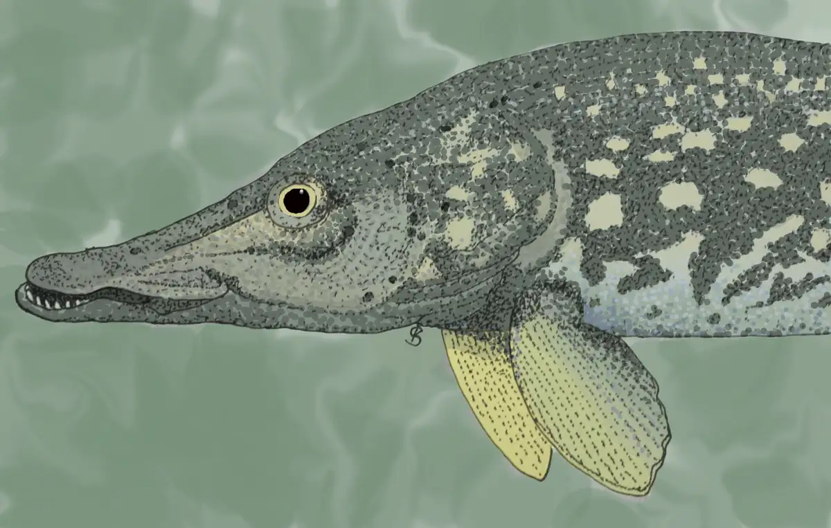 My Northern Pike Artwork for the BlueSky Weekly Art Competition (Original Creation)