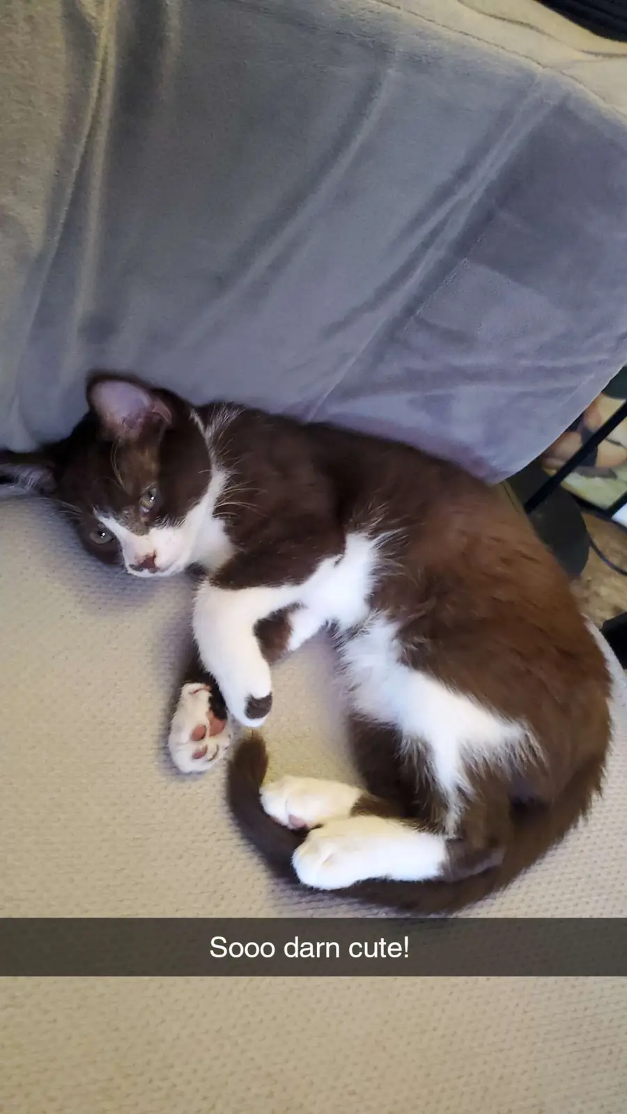 A brown and white cat is curled up and lying on its side on a light-colored textured couch, looking directly at the camera…