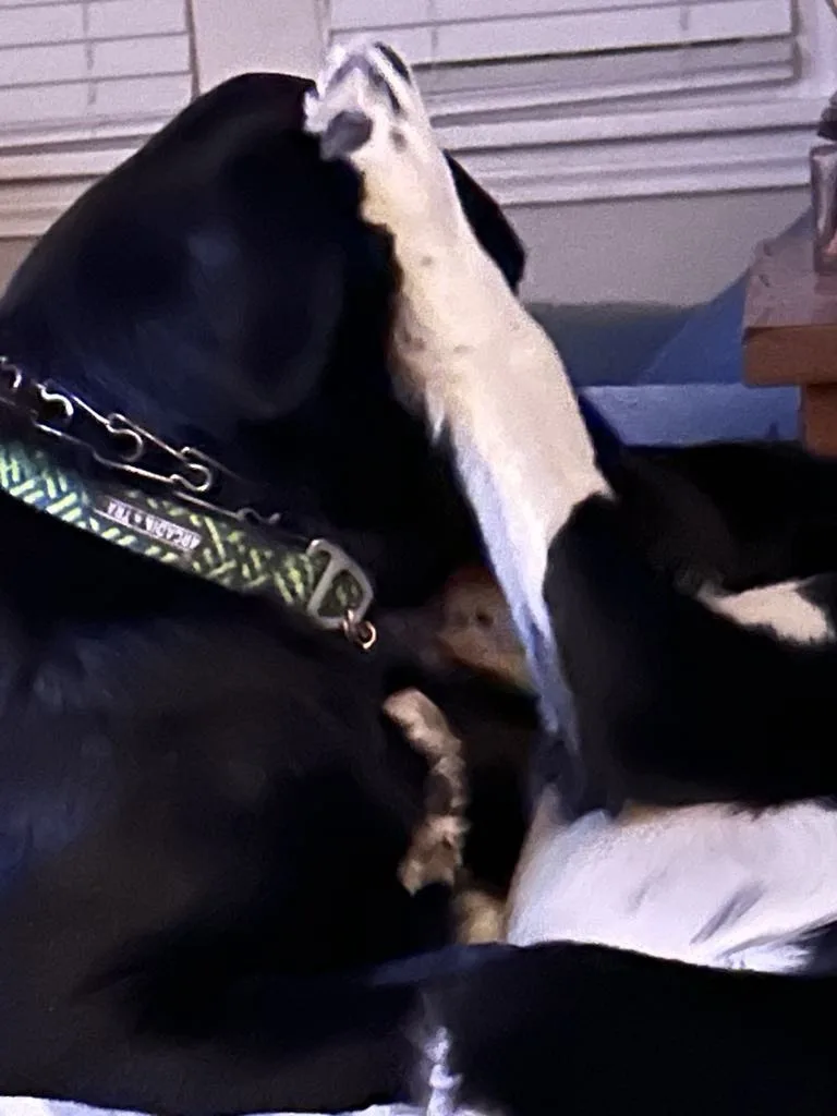 A black and white dog is lying down with its front paw raised and resting on its head, as if in a thoughtful or dramatic…