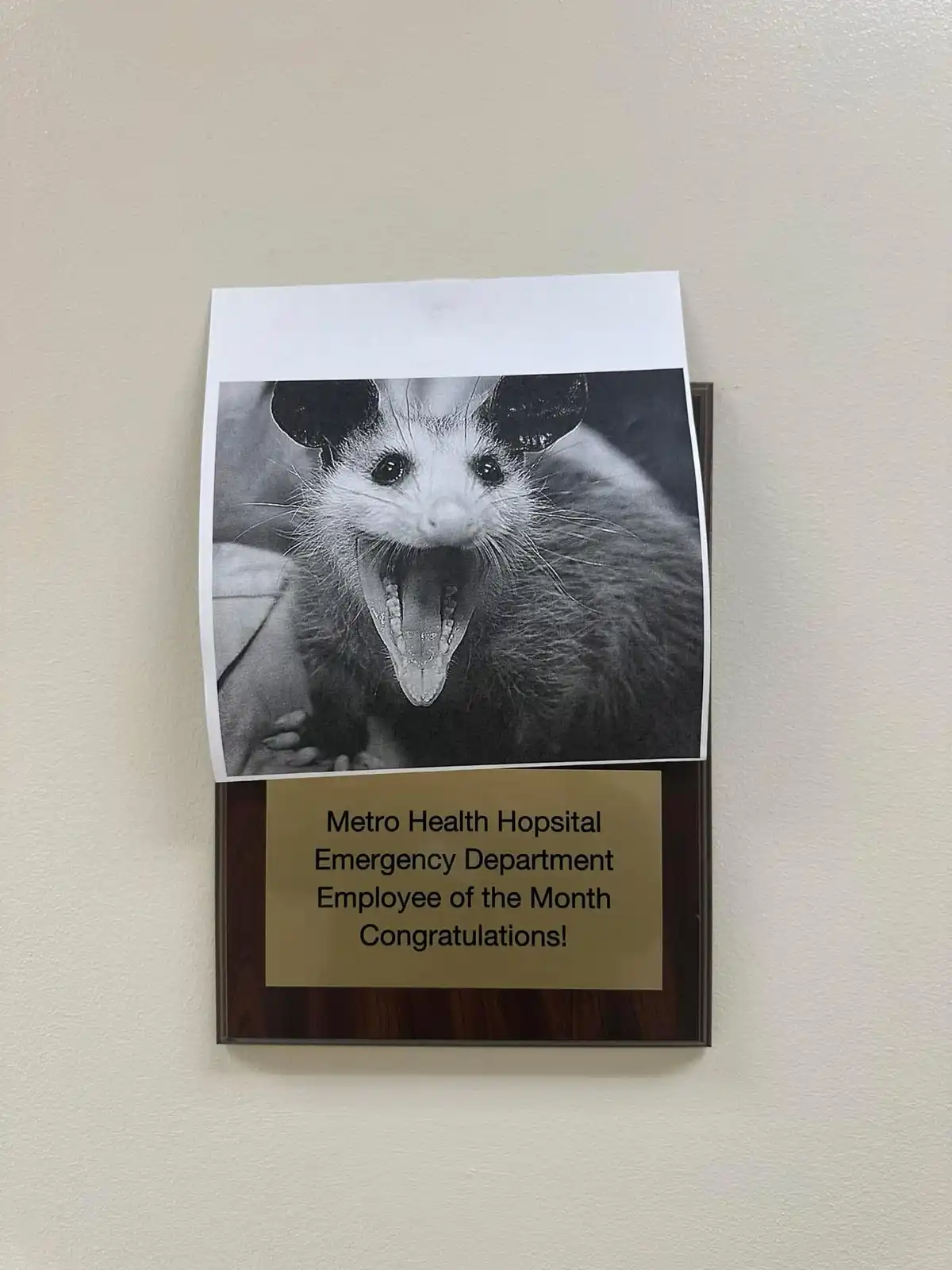 A black-and-white photo of an opossum with its mouth wide open, mounted on a plaque that reads 'Metro Health Hopsital…