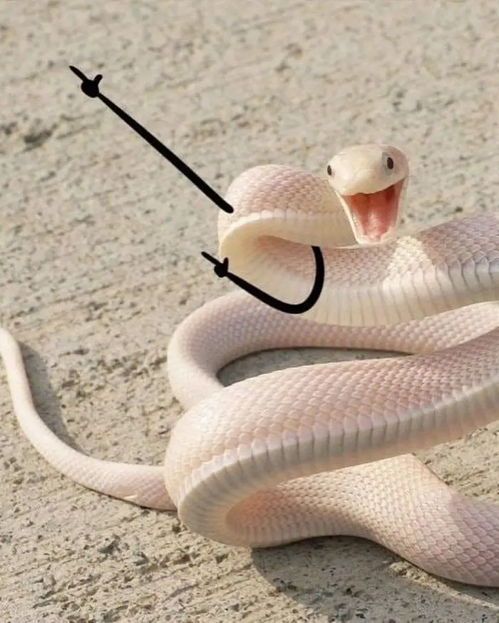 Adorable Snakes: The Sneks Collection