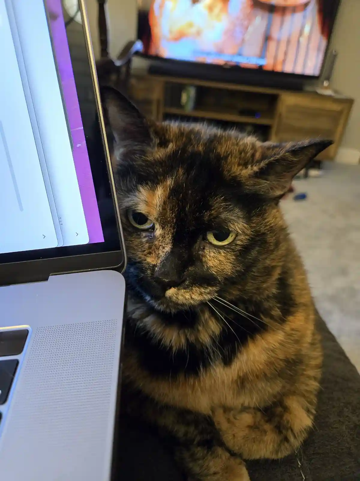 Today's Struggles: The Frustrated Feline