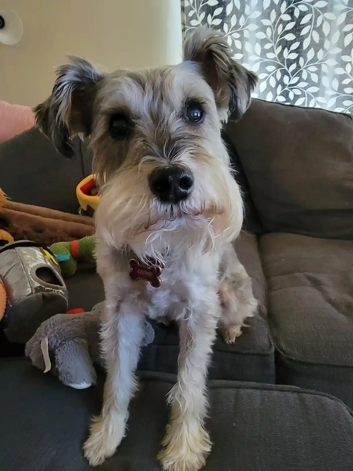 A small, scruffy dog with a name tag reading 'LLOYD' sits upright on a dark brown couch, looking directly at the camera with…