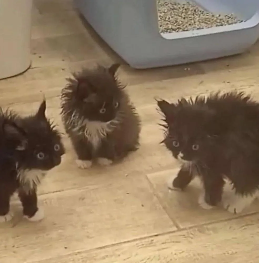 Three small, fluffy black-and-white kittens with wide, startled eyes stand on a tiled floor near a blue litter box. Their…