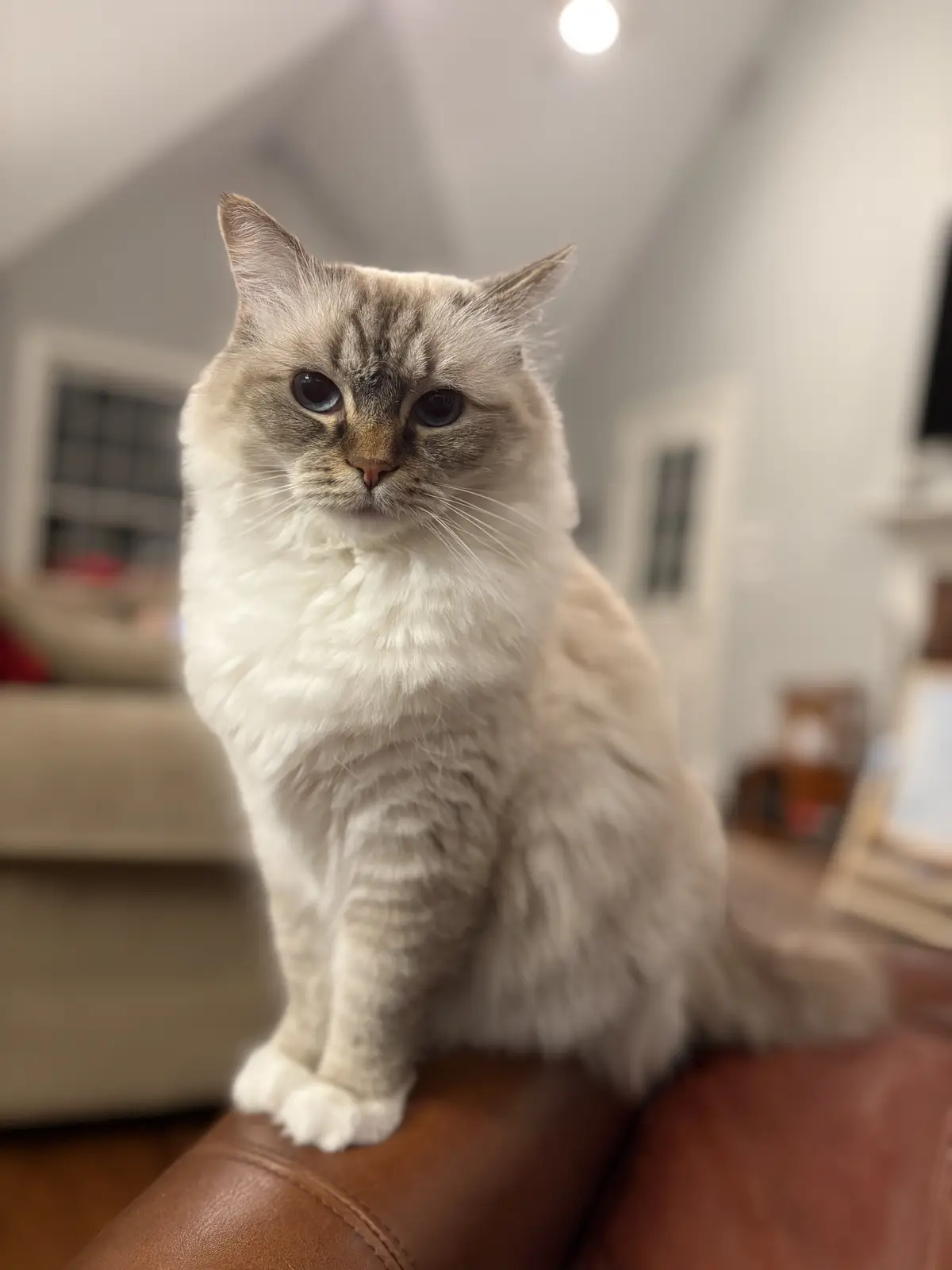 A fluffy, long-haired cat with blue eyes and a serious, unimpressed expression sits upright on a brown leather surface. The…