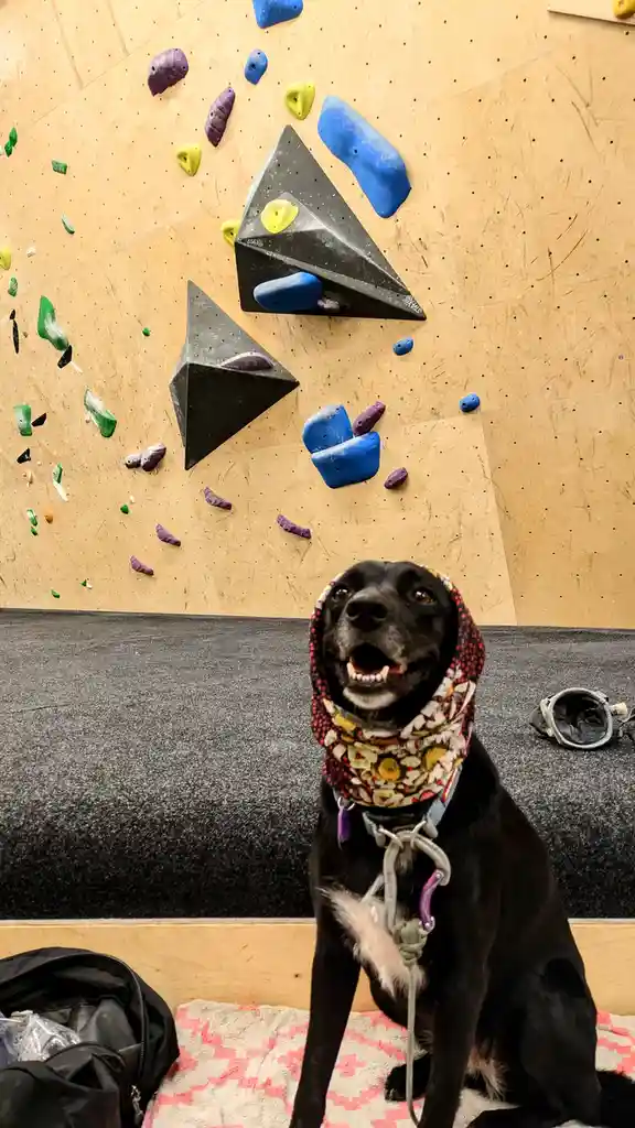 A black dog wearing a colorful bandana and a climbing harness sits on a patterned towel in front of an indoor rock climbing…