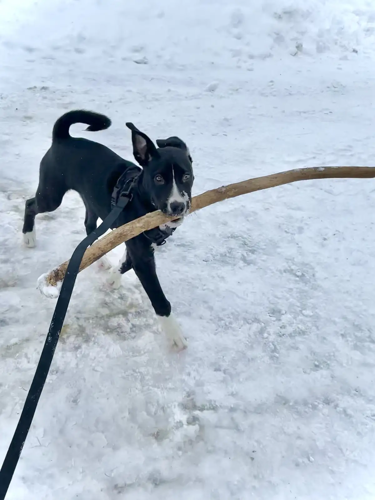 A black and white dog with a curled tail and white paws is running through snowy ground while carrying a large stick in its…