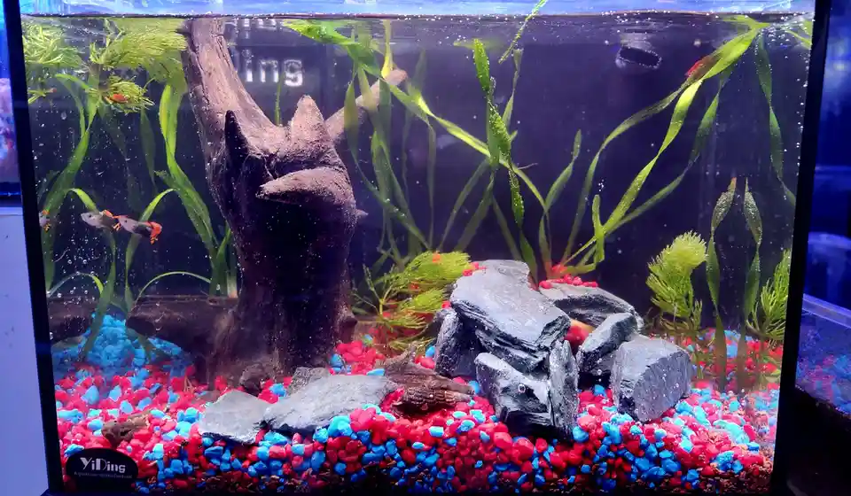 A well-lit aquarium filled with colorful red and blue gravel, green aquatic plants, dark driftwood, and gray rocks. Small…