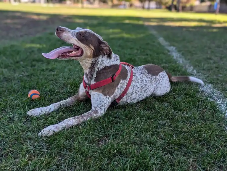 A brown and white spotted dog wearing a red harness lies on green grass in a park, tongue out and looking upward. An orange…