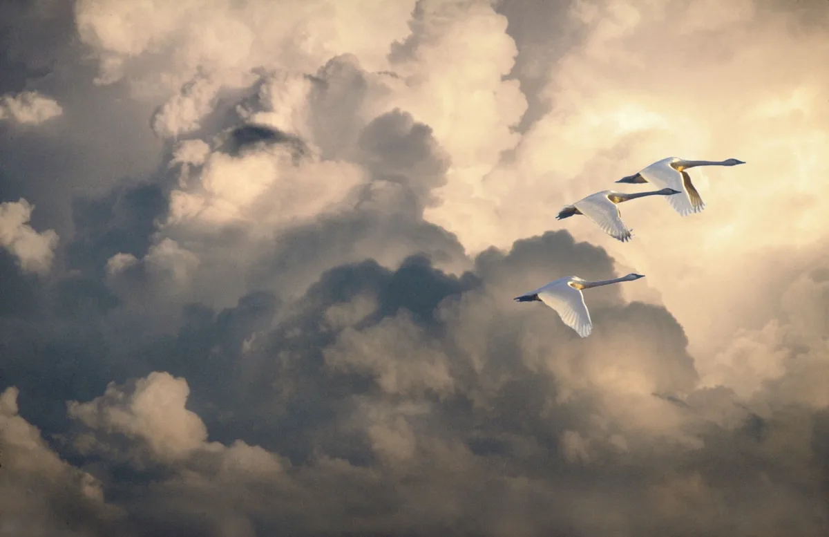 Majestic tundra swans in their natural habitat.