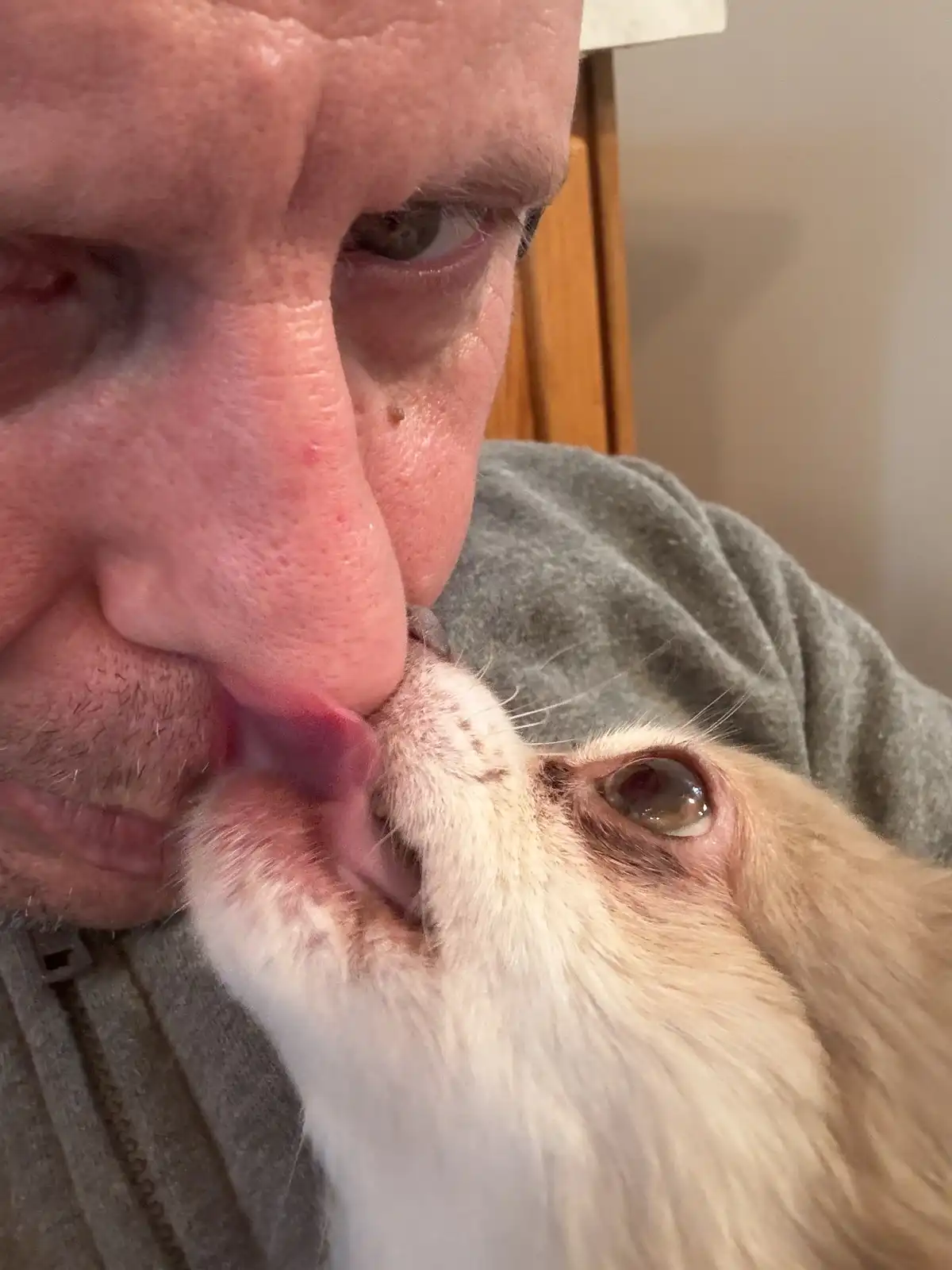 A close-up photo shows a person's face, specifically their nose, being licked by a light-colored cat. The cat's tongue is…