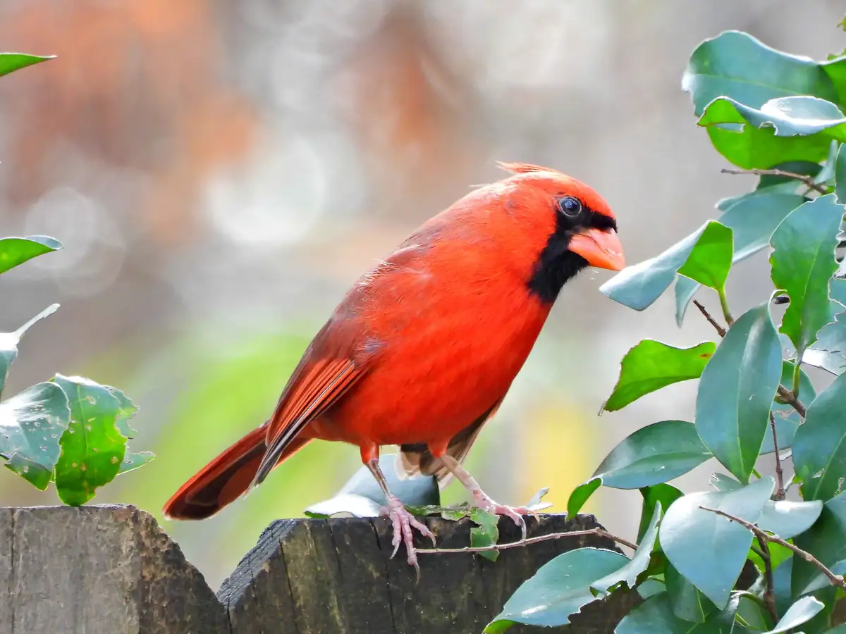A Beautiful Pair: Male and Female Northern Cardinals in Summerville, SC
