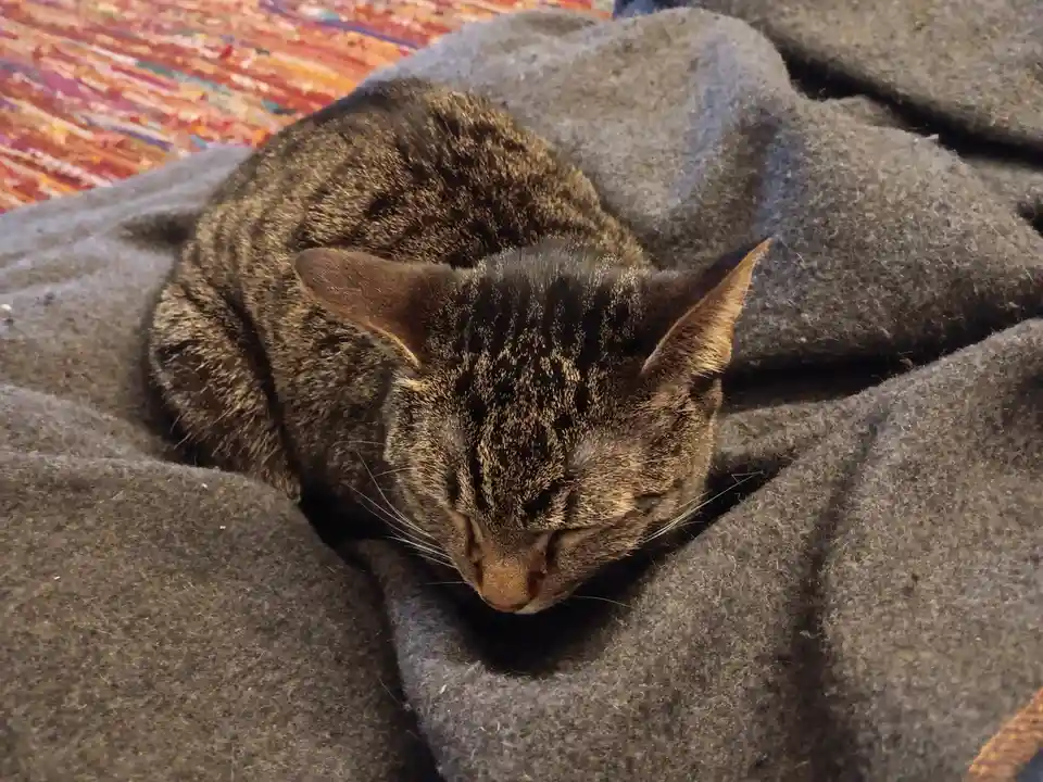 A tabby cat with dark stripes is curled up and sleeping soundly on a thick, gray blanket. Behind the blanket, a colorful…
