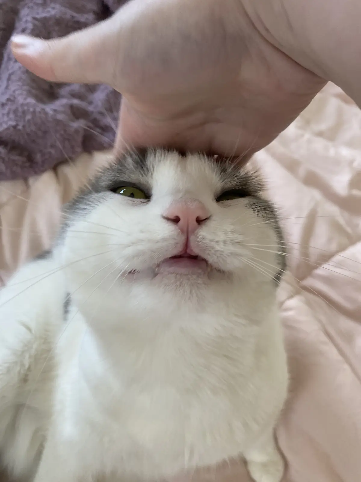 A close-up of a white and gray cat with green eyes looking upward while a human hand pets its head; the cat's mouth is…