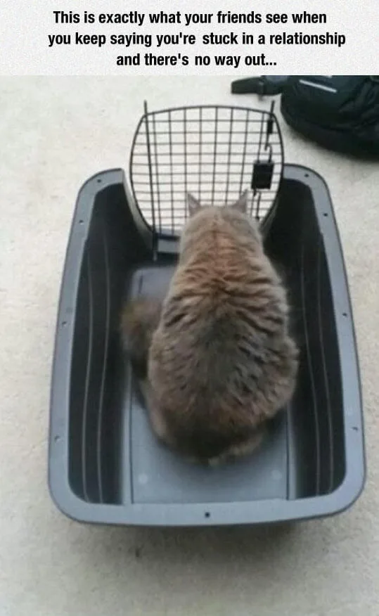 A fluffy brown cat is seen from behind, sitting inside a gray plastic pet carrier with a wire mesh door that is closed. The…