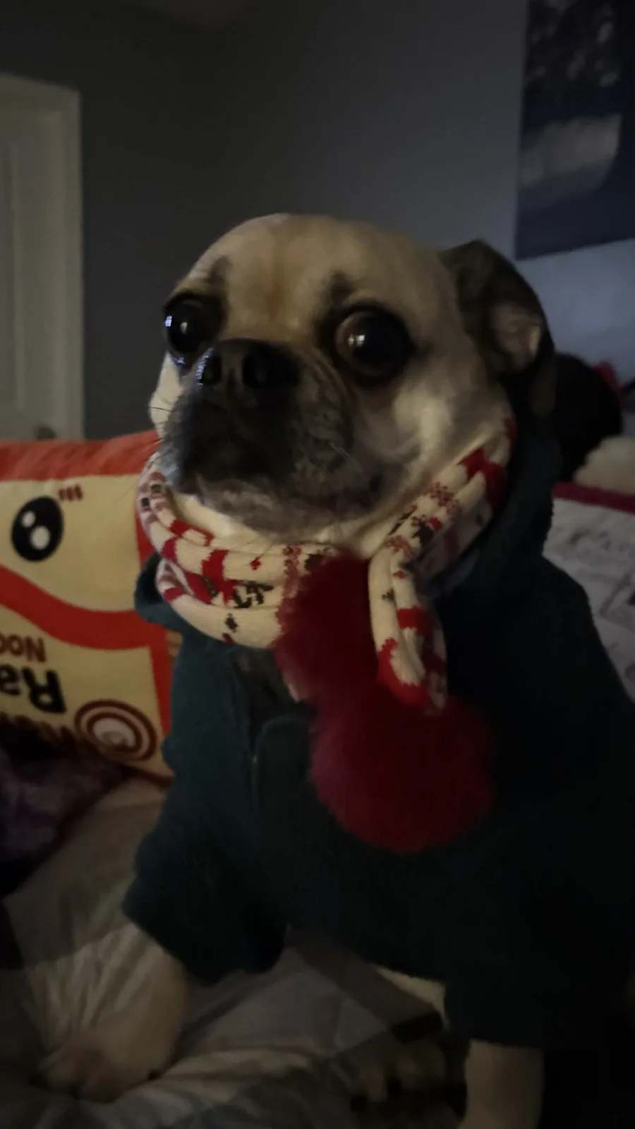 A pug dog wearing a dark green sweater and a red-and-white patterned scarf with a red pom-pom sits on a bed, looking…