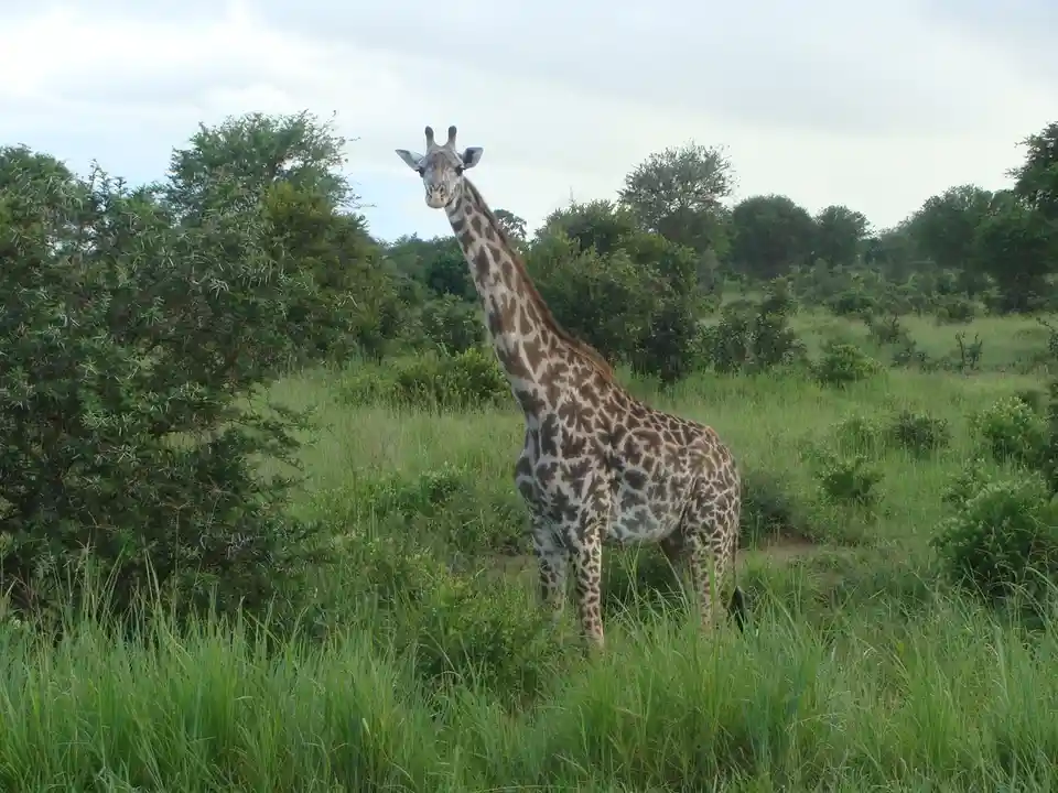 A giraffe stands in tall green grass and bushes under a cloudy sky, looking directly at the camera with a neutral…