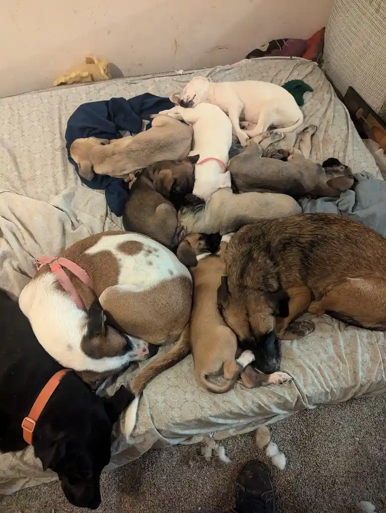 A top-down photo shows a large, messy pile of sleeping dogs of various sizes and colors huddled together on a patterned…